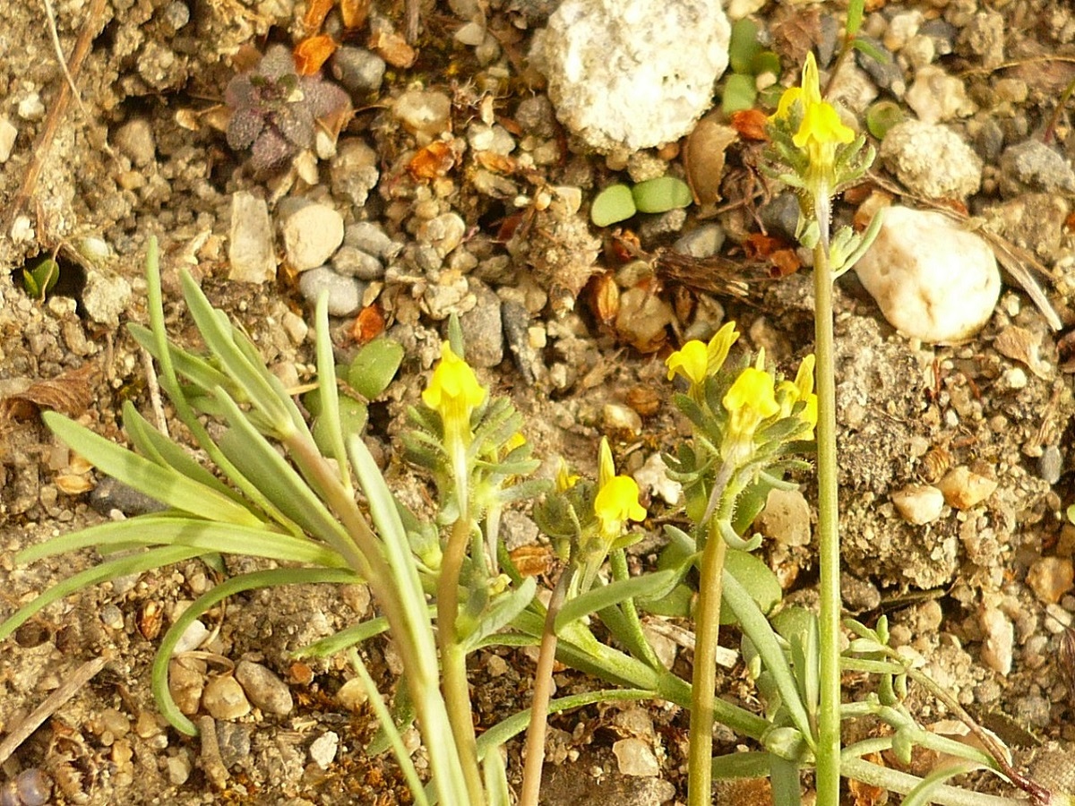 Linaria simplex (Plantaginaceae)